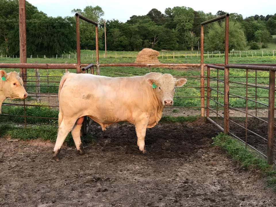 58647208_1799130416853719_7636385422028832768_n